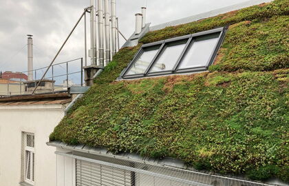 Klimaanpassung - Dachbegrünung