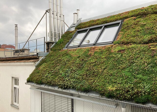 Klimaanpassung - Dachbegrünung