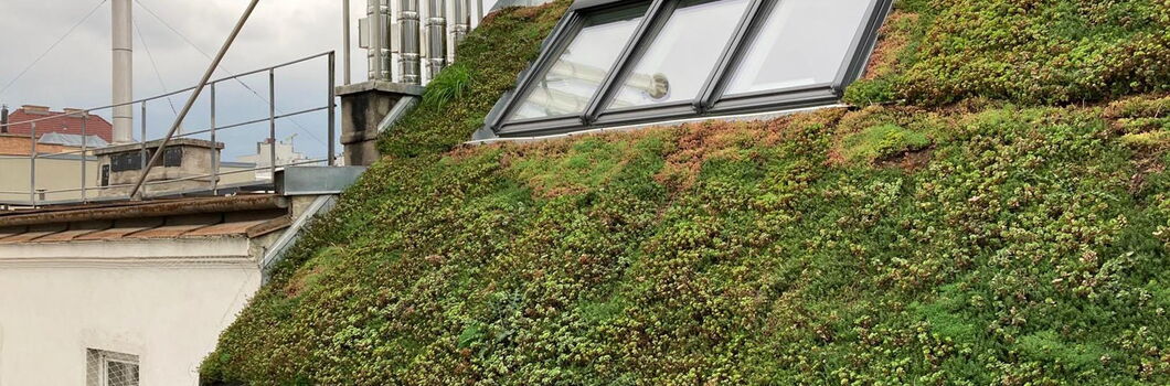 Klimaanpassung: Dachbegrünung Schrägdach